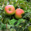 Jus artisanal de pommes et coings – Image 3